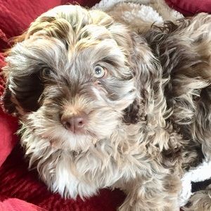 Meet your Posher, Heidi